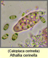 Caloplaca cerinella