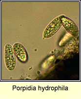 Porpidia hydrophila