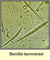 Bacidia laurocerasi, ascospores