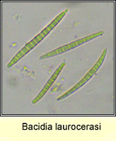 Bacidia laurocerasi, ascospores