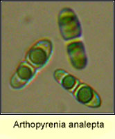Arthopyrenia analepta, ascospores