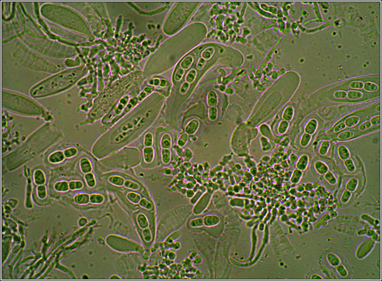 Arthopyrenia analepta