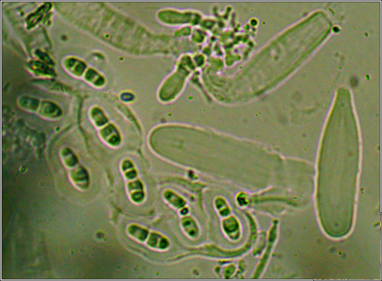 Arthopyrenia analepta