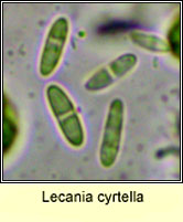 Lecania cyrtella