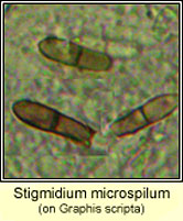 Stigmidium microspilum