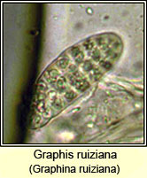 Graphina ruiziana, spore