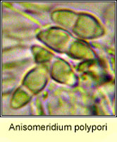 Anisomeridium polypori