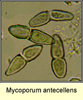 Mycoporum antecellens, ascospores