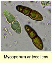 Mycoporum antecellens, ascospores