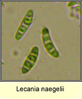 Lecania naegelii