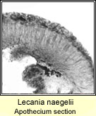 Lecania naegelii, immature asci