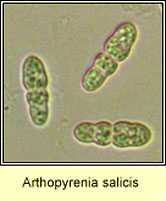 Arthopyrenia salicis, ascospores