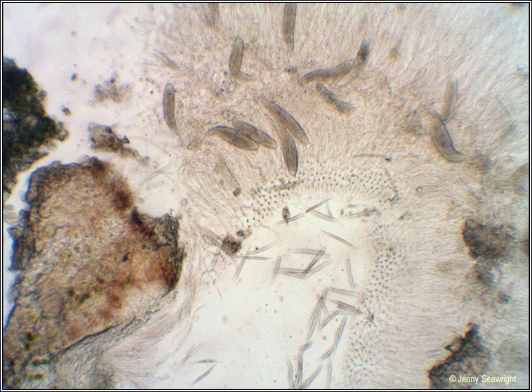 Pachyphiale carneola