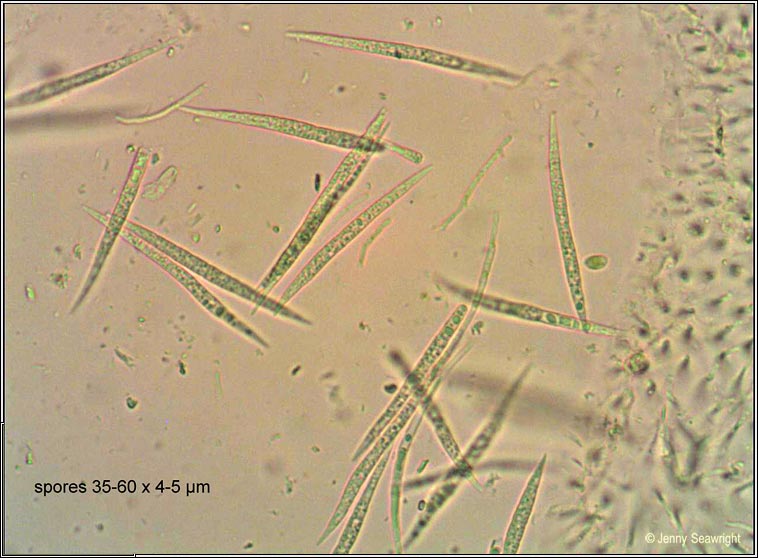 Pachyphiale carneola, ascospores