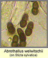 Abrothallus welwitschii