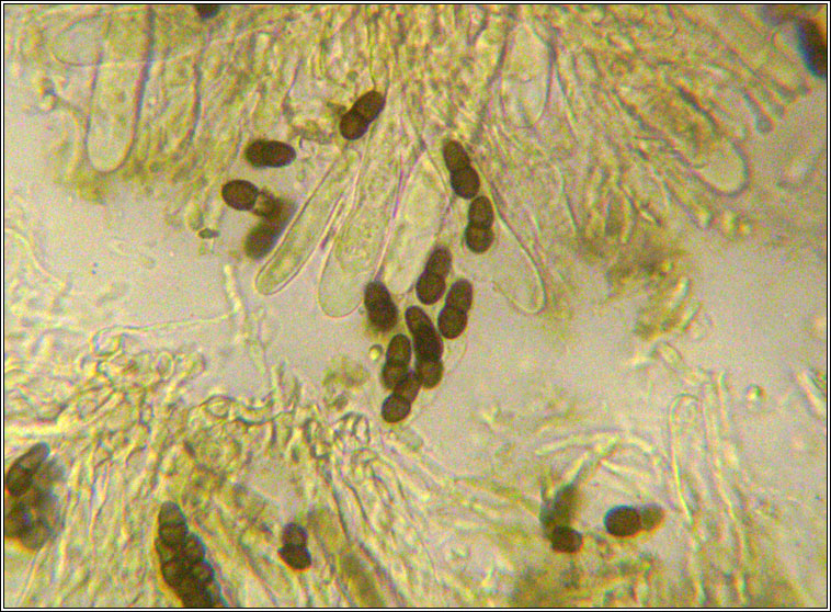 Abrothallus welwitschii