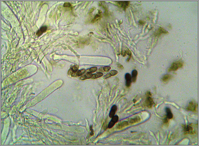 Abrothallus welwitschii