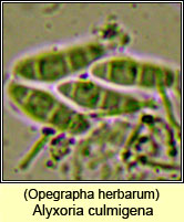 Opegrapha herbarum