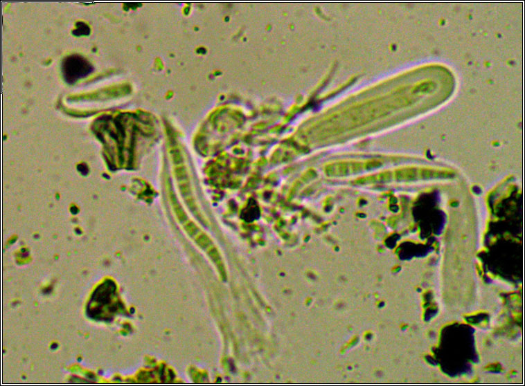 Opegrapha vulgata