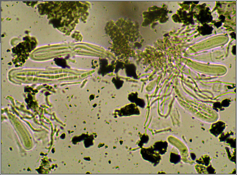 Opegrapha vulgata