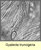 Gyalecta truncigena