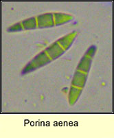 Porina aenea