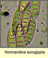 Normandina acroglypta