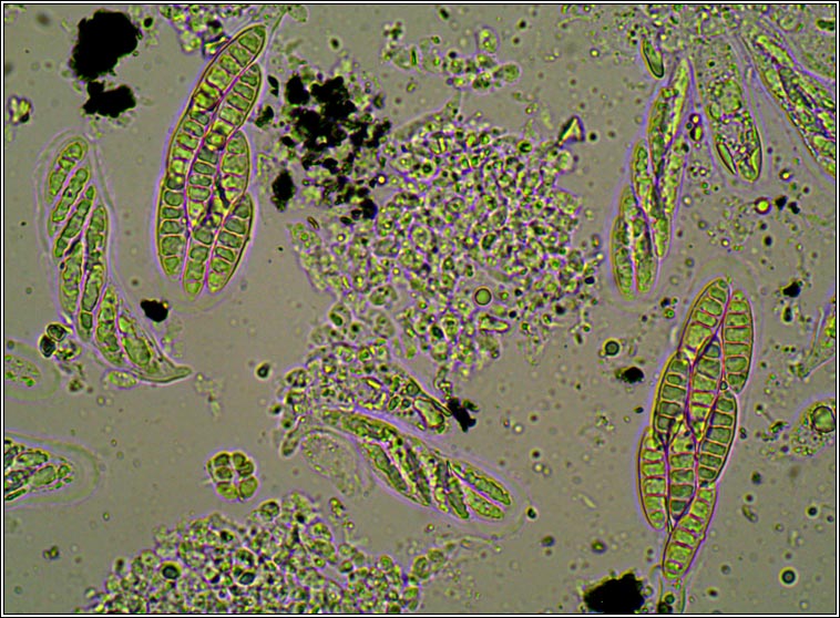 Normandina acroglypta