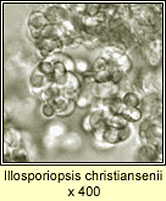 Illosporiopsis christiansenii