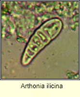 Arthonia ilicina