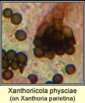 Xanthoriicola physciae