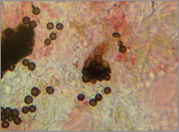 Xanthoriicola physciae, conidia