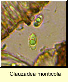 Clauzadea monticola