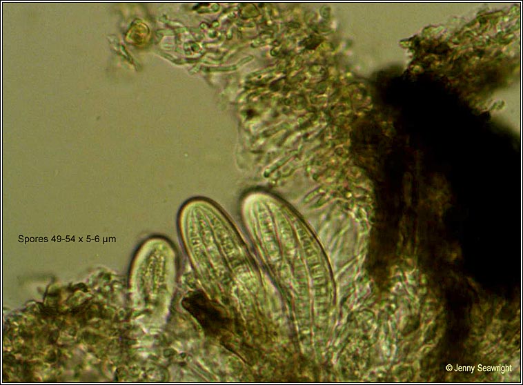 Opegrapha viridis