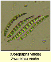 Opegrapha viridis