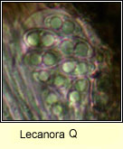Lecanora cenisia, ascospores