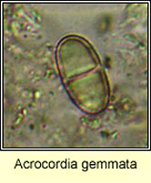 Acrocordia gemmata