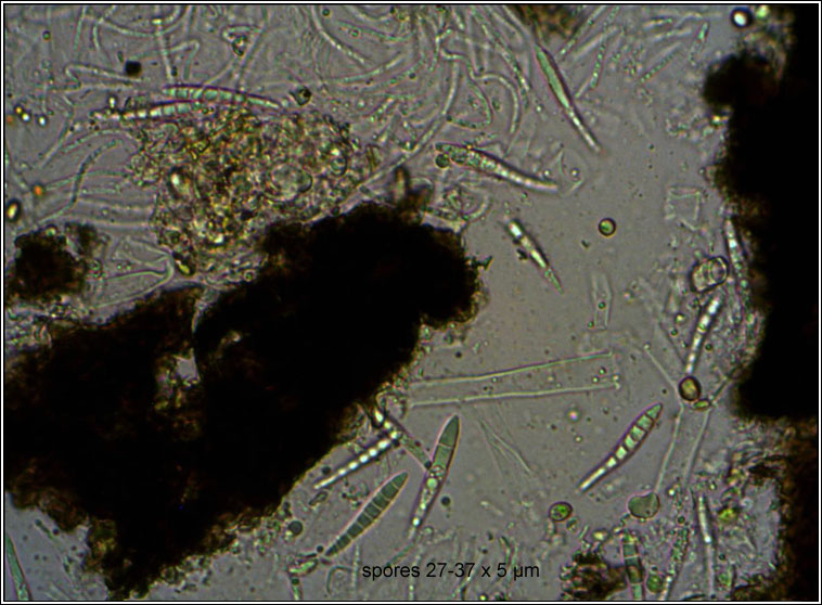 Porina borreri, ascospores