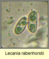 Lecania rabenhorstii