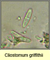 Cliostomum griffithii