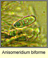 Anisomeridium biforme