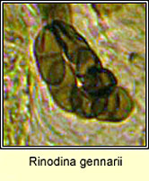 Rinodina gennarii