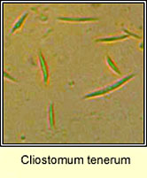 Cliostomum tenerum