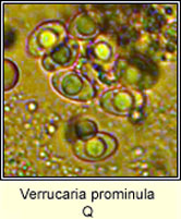 Verrucaria prominula