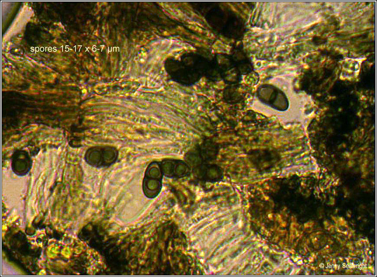 Buellia ocellata, ascospores