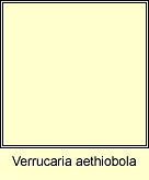 Verrucaria aethiobola