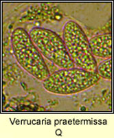 Verrucaria praetermissa Q