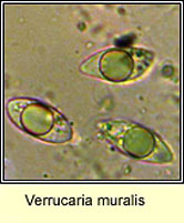 Verrucaria muralis