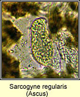 Sarcogyne regularis