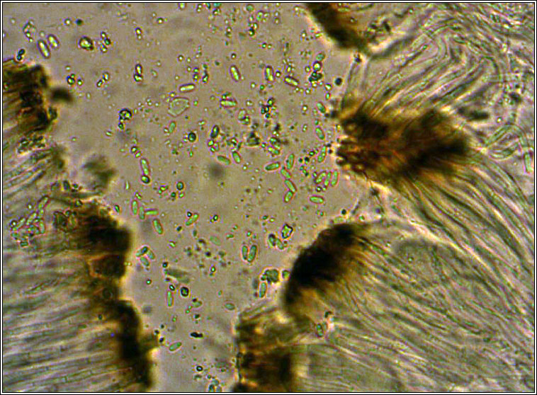 Sarcogyne regularis, spores